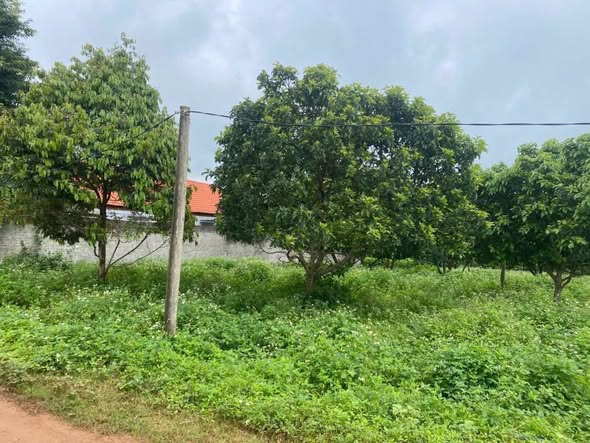 Đất nền Trương Định, An Phú, Pleiku 1000m² chỉ 700 triệu - Cơ hội đầu tư hiếm có!