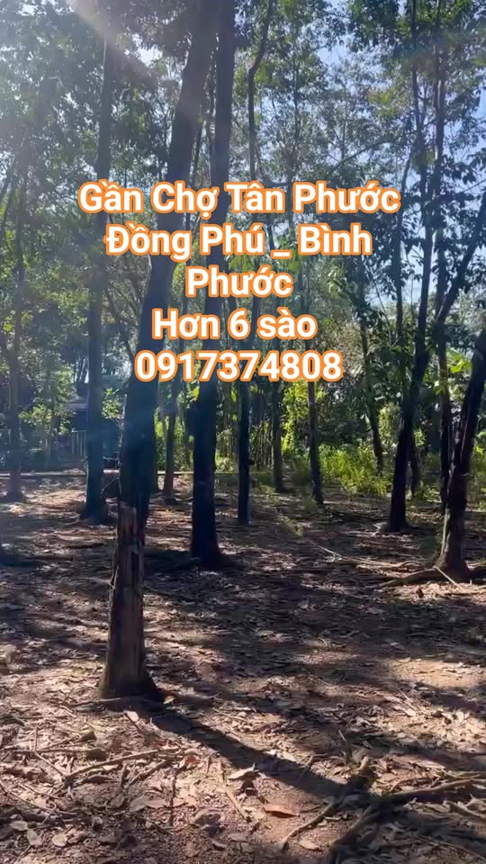 Đất nền 6000m² Tân Phước, Đồng Phú, Bình Phước giá 1 tỷ - Cơ hội đầu tư hấp dẫn!
