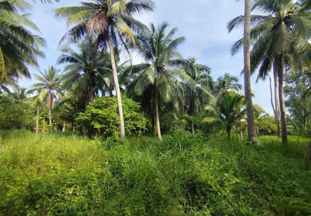 Đất vườn dừa 9 công xã Tam Phước, huyện Châu Thành, Bến Tre - Giá chỉ 12 tỷ