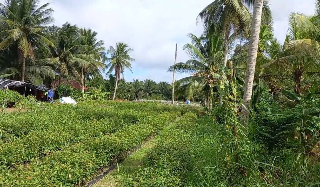 Đất mặt tiền ĐT882 Mỏ Cày Bắc 8000m² giá 14 tỷ - Cơ hội đầu tư tuyệt vời!