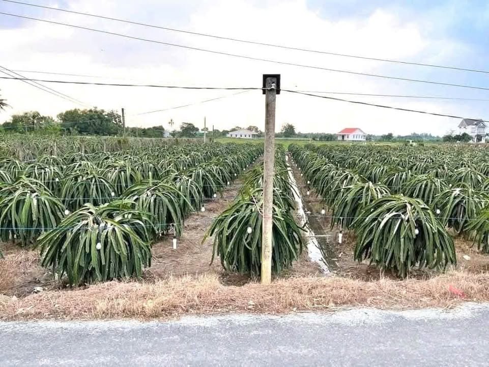 Đất thổ cư mặt tiền đường An Thạnh 1054m² giá 1.8 tỷ - Chính chủ bán gấp!