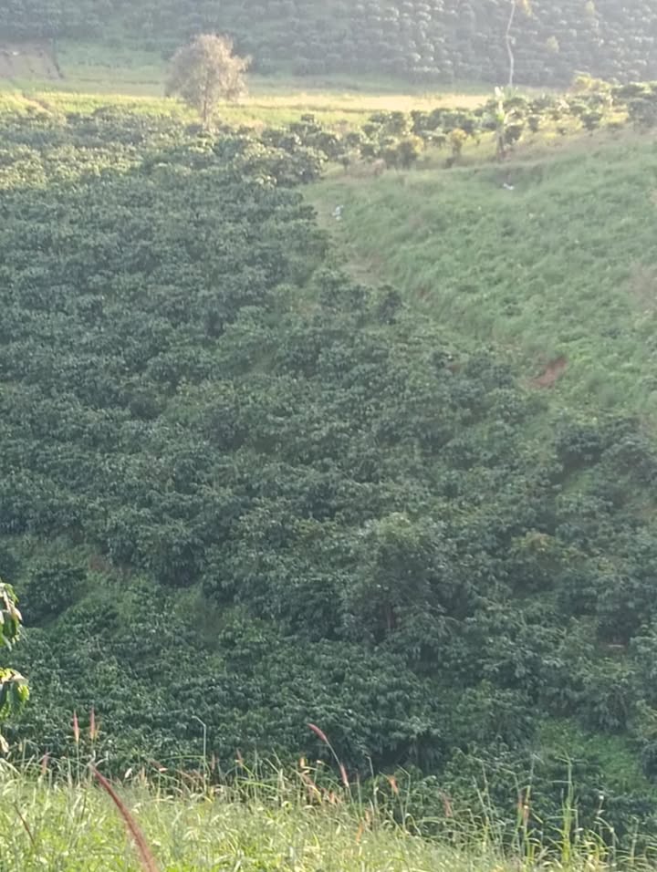 Đất nông nghiệp Lâm Hà 18.000m² giá 3 tỷ - Đầu tư sinh lời ngay!