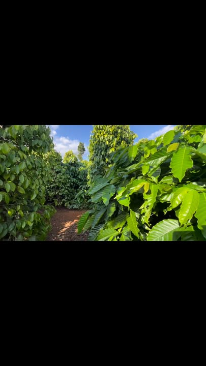 Đất nền 1,2ha xã Đắk Ndrung, giá 2.6 tỷ - Đầu tư sinh lời ngay!