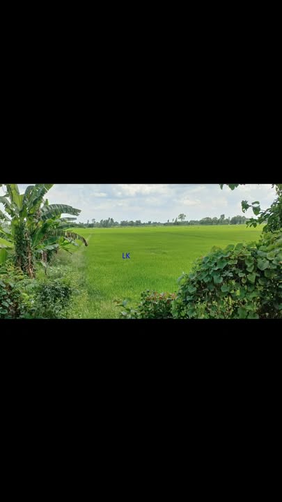 Đất nền 21.600m² tại xã Phú Hiệp, huyện Tam Nông - Tiềm năng đầu tư lớn!