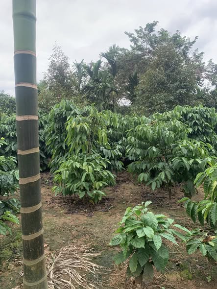 Đất nền 9 sào tại Nam Dong, Cư Jút - Giá thỏa thuận, sẵn sàng đầu tư!