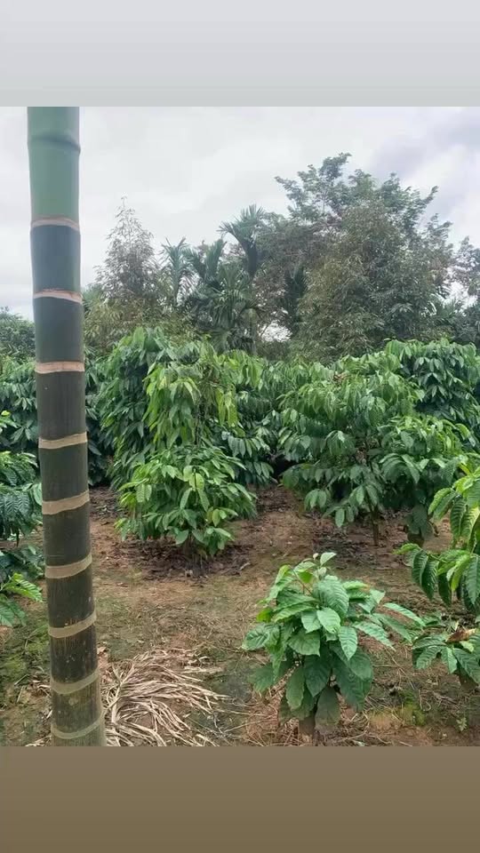 Đất nông nghiệp Nam Dong - 36,000m² - Sẵn sàng chuyển nhượng!