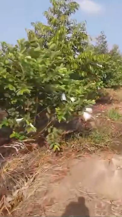 Đất vườn sầu riêng 32.000m² tại xã Tân Hội, Cai Lậy - Giá chỉ 1.95 tỷ VND!