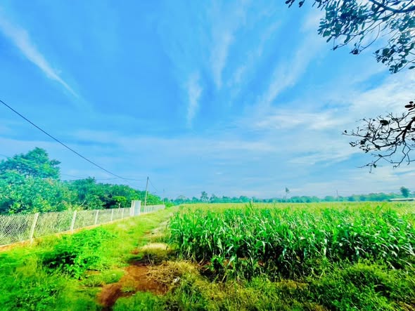 Đất nền Ngãi Giao, Châu Đức 22.000m² giá 11 tỷ - Vị trí giao thông thuận lợi!