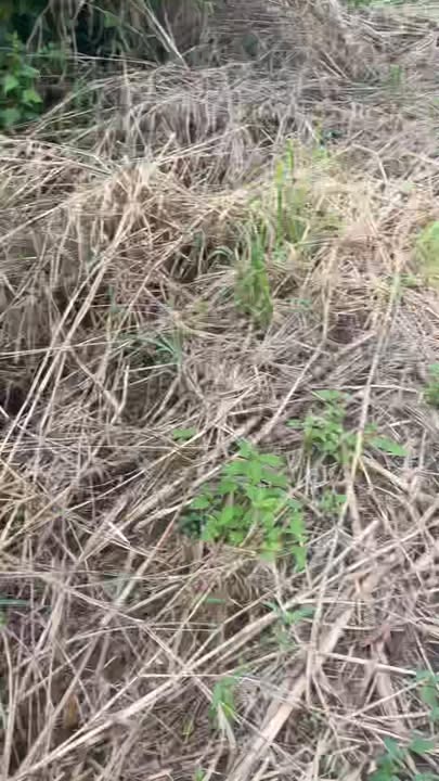 Đất nền Ea Kiết Cư M'gar 2880m² chỉ 1 tỷ - Cơ hội đầu tư hiếm có!