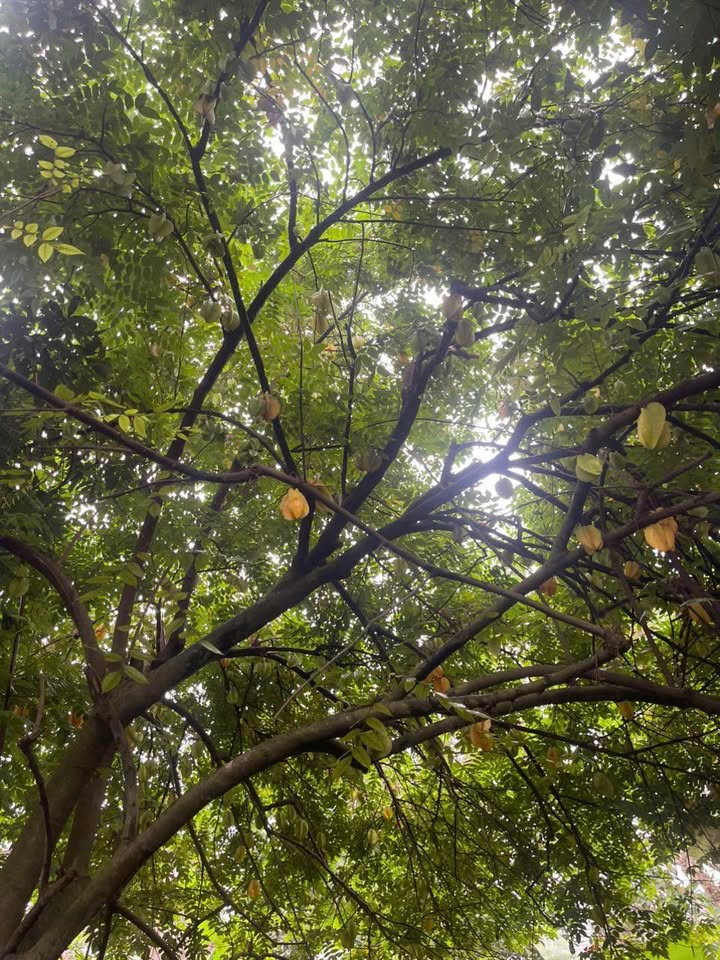 Mảnh vườn nghỉ dưỡng 846.8m² tại Đồng Kỳ, Yên Thế chỉ 1 tỷ - Cơ hội đầu tư lý tưởng!