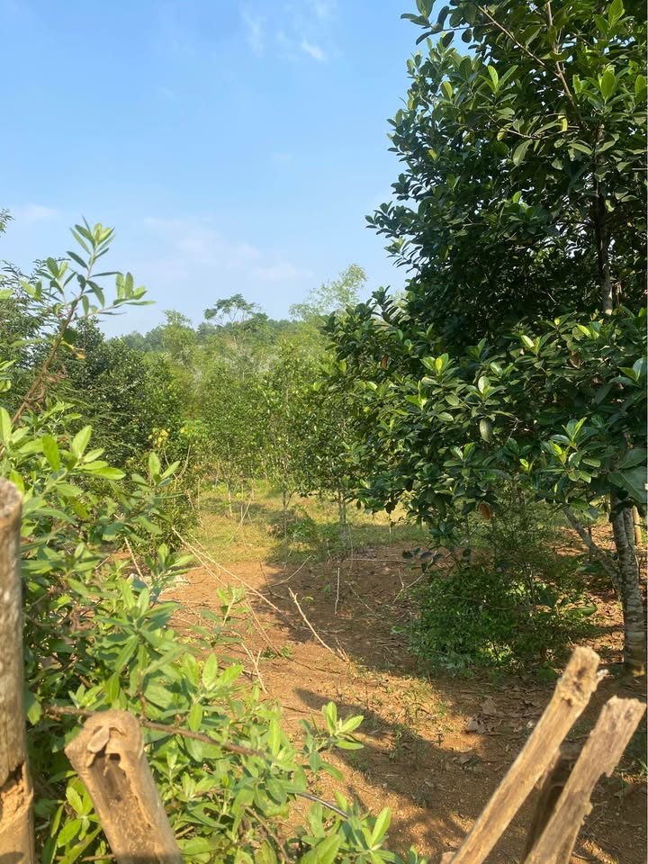 Đất mặt đường thôn Sải, Quỳnh Lưu 300m² giá chỉ 999 triệu - Đầu tư sinh lời ngay!