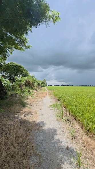 Đất ruộng 13 công Cần Đăng, Châu Thành, An Giang - Đầu tư sinh lời tiềm năng!