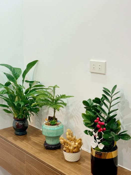 Đất thổ cư TĐC Vũ Lăng 120m² giá 900 triệu - Cơ hội đầu tư hấp dẫn!