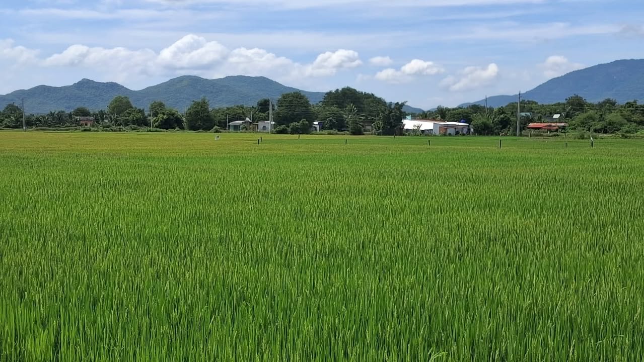 Đất nền 1,5 sào tại Hàm Liêm, Hàm Thuận Bắc giá chỉ 450 triệu - Sổ đỏ chính chủ!