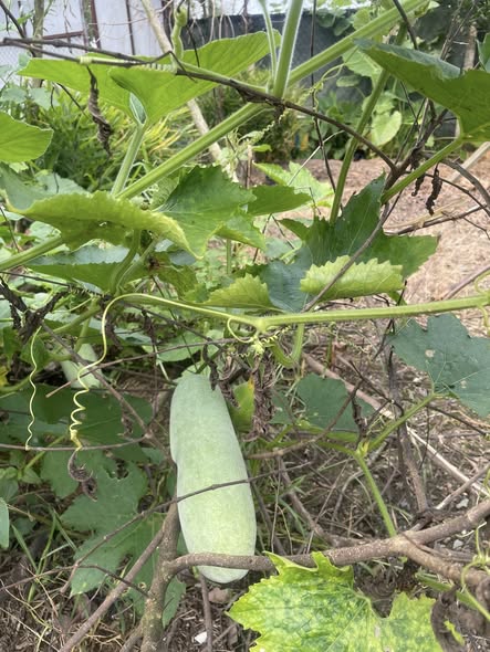 Đất thổ cư Hóc Môn 225m² giá 5.6 tỷ - Đầu tư sinh lời lâu dài!