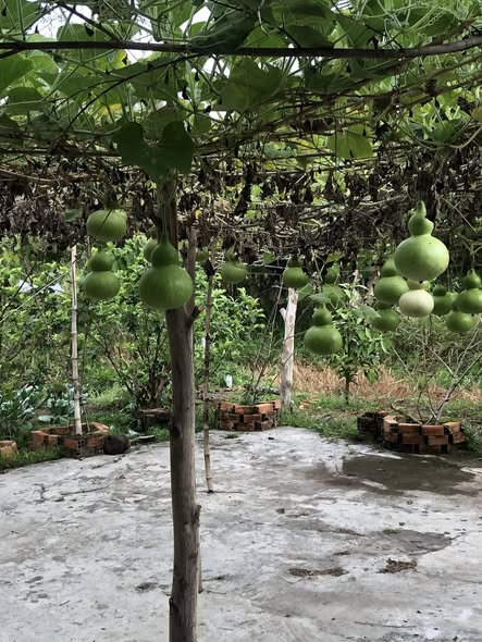 Đất mặt tiền đường Dương Công Khi Hóc Môn 200m² giá 12.5 tỷ - Đầu tư sinh lời ngay!