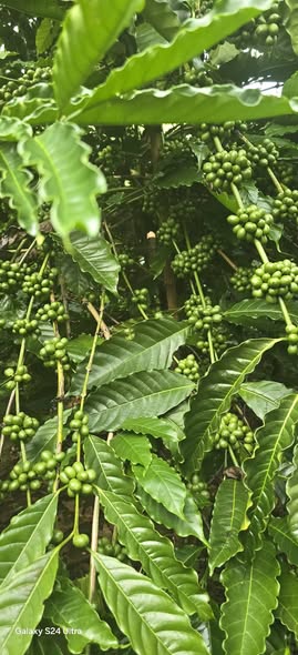 Farm Đan Phượng Lâm Hà 2ha giá 8 tỷ - Cơ hội đầu tư sinh lời