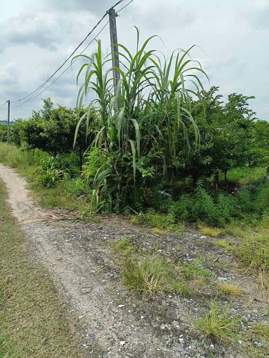 Đất vườn 50,000m² An Bình Châu Thành Tây Ninh giá 2.4 tỷ - Cơ hội đầu tư lý tưởng!