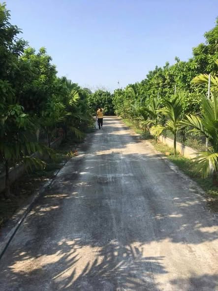 Đất trang trại 9830m² tại Yên Lạc - Lợi nhuận cao, giá chỉ 2 tỷ!