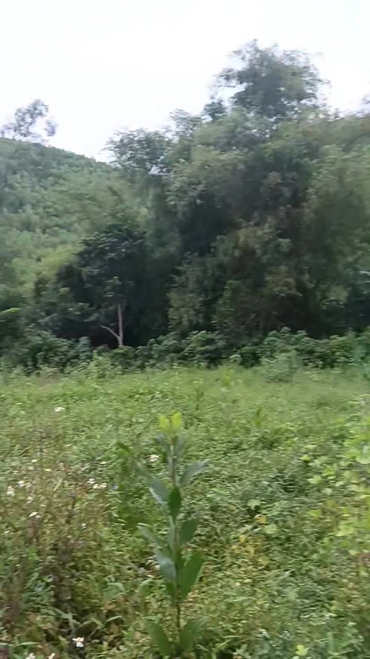 Đất nền 2500m² tại Minh Đức, Phổ Yên - Đầu tư sinh lời cao!