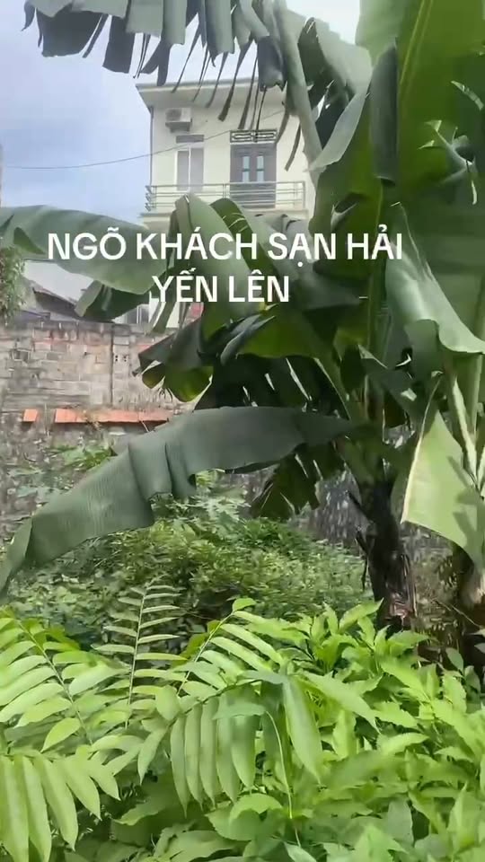 Bán đất Cẩm Trung 87m² giá chỉ 800 triệu - Hướng Nam mát mẻ, ô tô vào tận nơi!