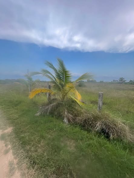 Đất vườn 3600m² Bình An, Hàm Liêm giá 410 triệu - Sổ đỏ chính chủ, sang tên nhanh!