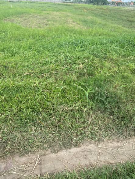 Đất nền 550m² xã Mỹ Hạnh Bắc, Đức Hòa - Sổ đỏ chính chủ, giá 1.25 tỷ!