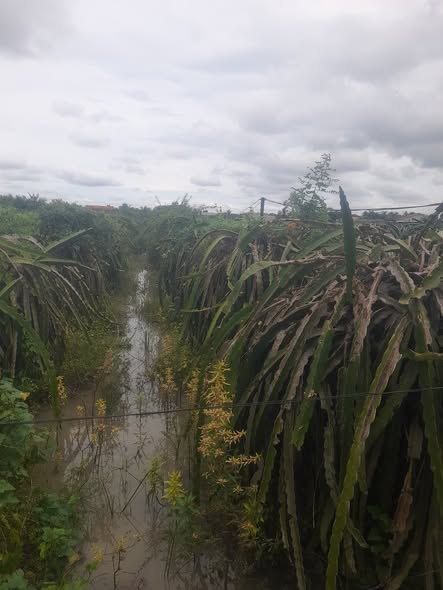 Đất nền 2 công tại Bình Phú, Chợ Gạo - Giá chỉ 950 triệu, sổ đỏ chính chủ!