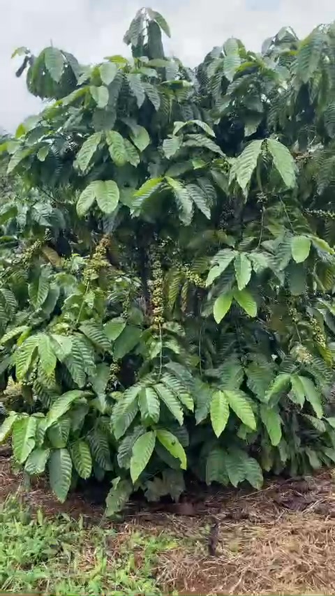 Đất nền Đắk R'La, Đắk Mil 2,5ha giá 3,5 tỷ - Đầy đủ tiện ích, chính chủ!