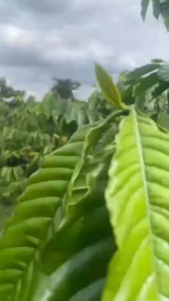 Đất 1,5ha tại Đắk Gằn, Đắk Mil - Giá 2.6 tỷ, Sổ hồng chính chủ!