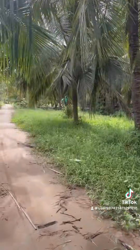 Đất vườn dừa 1.000m² mặt tiền đường Long Đức - Cơ hội đầu tư sinh lời hấp dẫn!