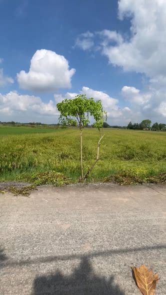 Đất vườn Thái Mỹ Củ Chi 1600m² giá 1.6 tỷ - Đầu tư sinh lời ngay!