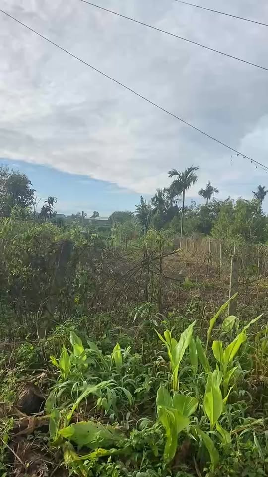 Đất thổ cư mặt tiền Đường Phan Đăng Lưu, Huyện Krông Năng 300m² - Giá chỉ 3 tỷ, có thương lượng!