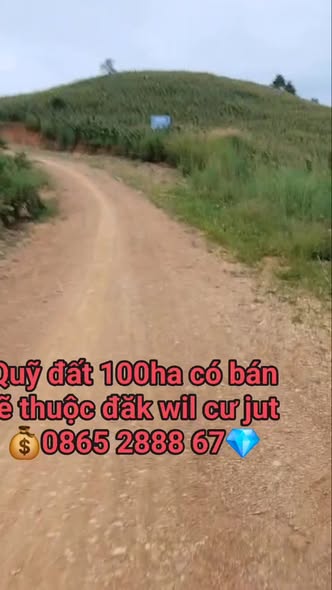 Đất trống 10.000m² tại Cư Jút, Đắk Nông - Sổ đỏ chính chủ, giá 3.5 tỷ