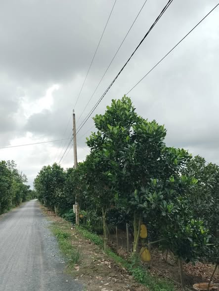 Bán Farm 30 công mít ruột đỏ tại Thanh Mỹ, Đồng Tháp - Giá chỉ 12 tỷ!