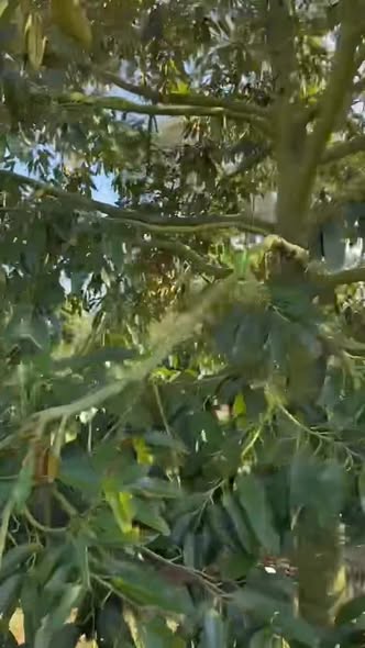 Đất Tân Mỹ Krông Năng 800m² giá thỏa thuận - Tiềm năng đầu tư lớn!