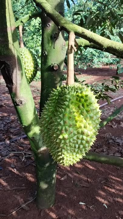 Farm Xuân Mỹ Cẩm Mỹ 3100m² giá 1.8 tỷ - Đầu tư lý tưởng!