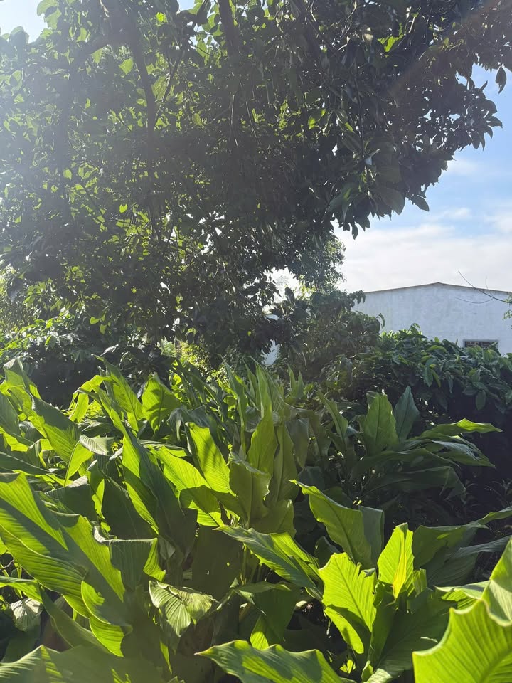 Đất nền Cư Huê, Ea Kar 180m² giá chỉ 3xx triệu - Đầu tư sinh lời ngay!