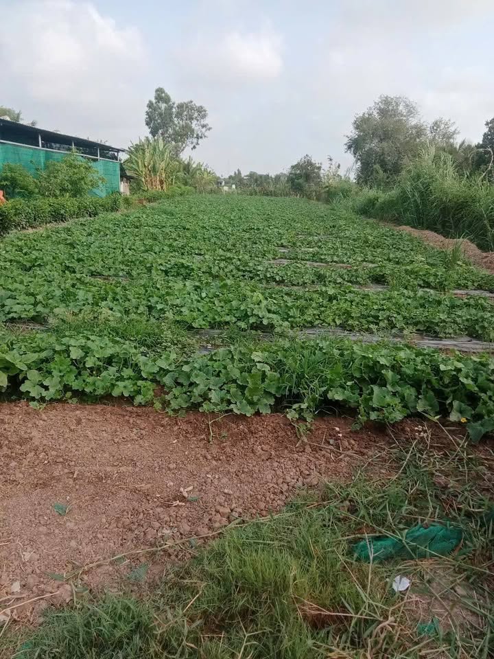 Đất thổ cư ấp Dương Hòa, Gò Công Đông 684m² giá 1.35 tỷ - Thích hợp xây nhà vườn