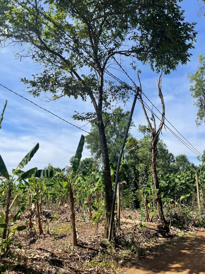 Đất nền Ngọc Định, Định Quán, 1000m² giá 700 triệu - Sổ hồng riêng từng lô!