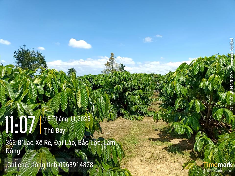 Đất thổ cư 4 sào tại thôn 11, xã Đại Lào - Giá chỉ 3.6 tỷ VND, cơ hội đầu tư tuyệt vời!