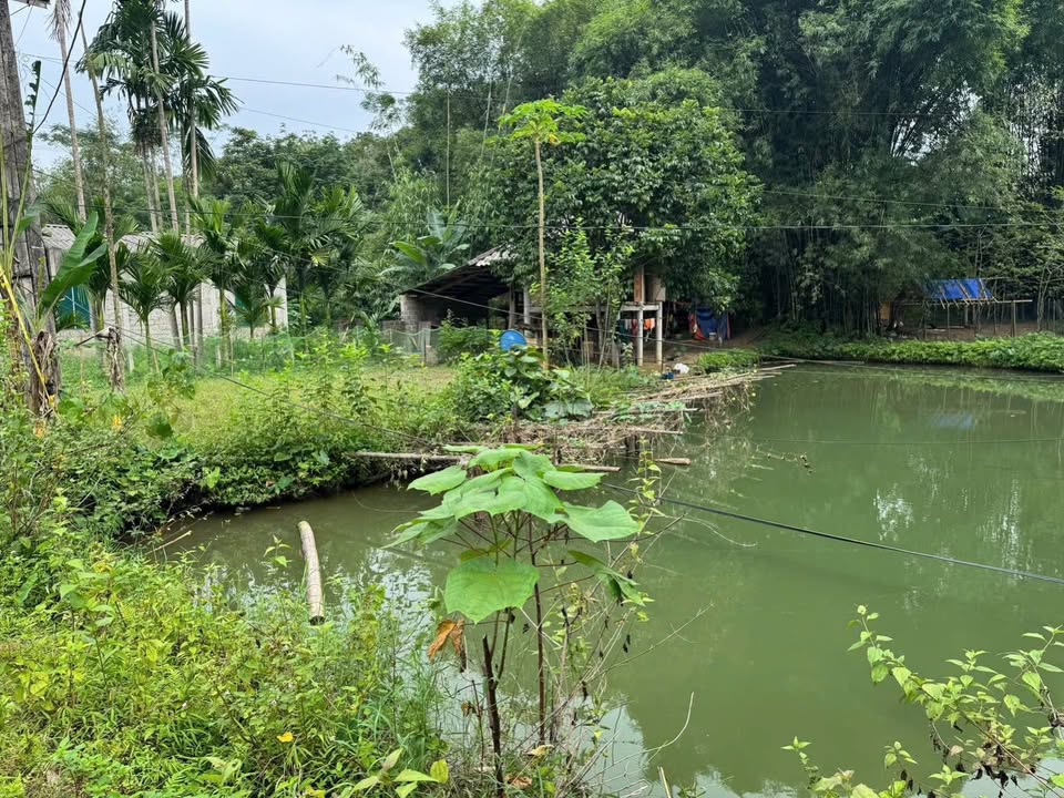 Đất nghỉ dưỡng Mường Bi, Phú Thọ 1167m² giá chỉ 739 triệu - Cơ hội đầu tư hấp dẫn!