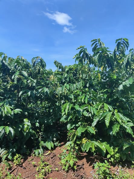 Đất nền K Dang Đăk Đoa 8.300m² - Vị trí đắc địa, sẵn sàng kinh doanh!