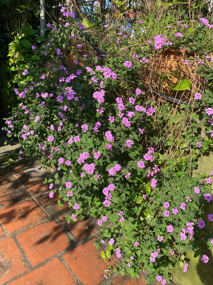 Đất nền Liên Phương TP Hưng Yên 100m² giá 2 tỷ - Ngõ rộng ô tô vào tận nơi!