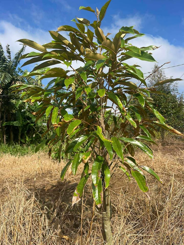 Đất sào 800m² xã Ea Kmut, Đắk Lắk - 3 mặt tiền, giá chỉ 2 tỷ!