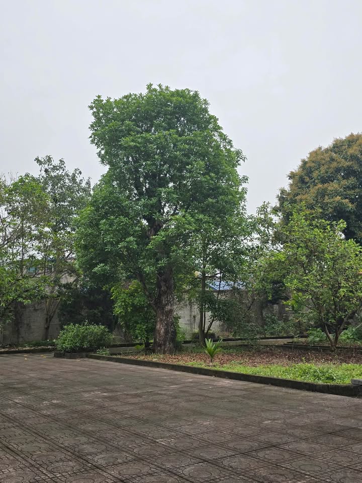 Đất ở vườn ao tại Tân Cương, Thái Nguyên 4296m² giá 32.235 tỷ - Đầu tư sinh lời hấp dẫn!