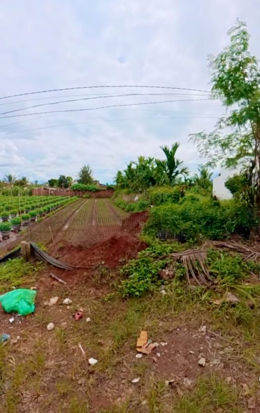 Đất nền Hòa Tiến 150m² giá 530 triệu - Gần chợ chỉ 500m!