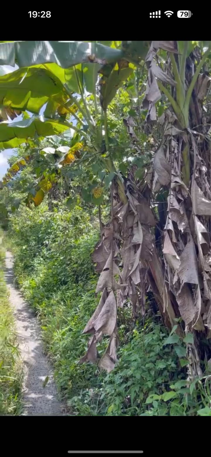 Farm cho thuê Lộc Thành 12.000m² giá 25 triệu - Đất triền ven suối thoáng mát!