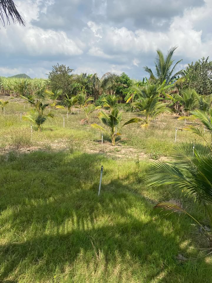 Đất nông nghiệp 15.000m² tại Ninh Sơn, Ninh Hòa - Gần xe ô tô vào tận nơi!