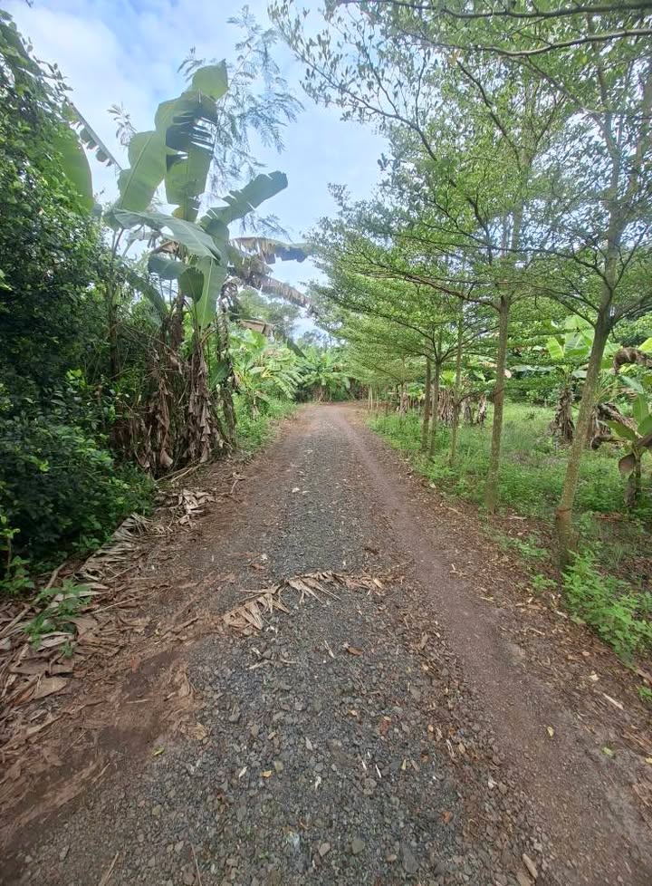 Đất nền Bảo Bình, Cẩm Mỹ 1080m² giá 1.08 tỷ - Đầu tư sinh lời ngay!